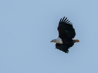 Afrikanischer Fischadler