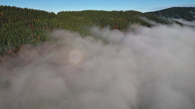 Aerial View of Foggy Autumn Forest