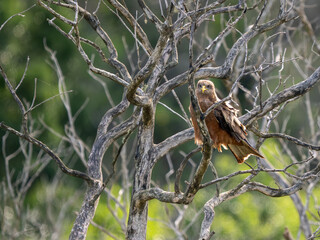 Fototapeta premium Gelbschnabelmilan