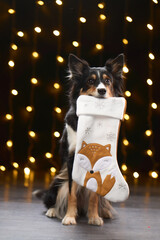 Obraz premium A Border Collie holds a white Christmas stocking decorated with a fox. Warm bokeh lights hang in the background of a cozy studio scene.