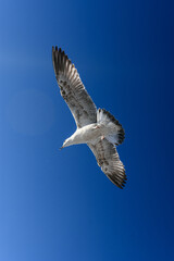 Vista vertical de bajo ángulo de una gaviota solitaria volando alto, con las alas totalmente extendidas captando la luz del sol contra un cielo azul saturado.