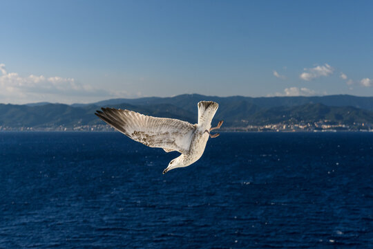 Gaviota vista desde arriba descendiendo en picada hacia un mar azul profundo con una costa urbana y monta&ntilde;as verdes desenfocadas en el fondo.