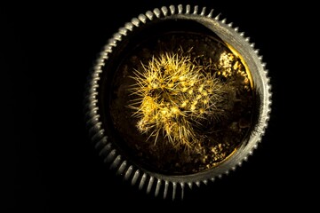 Top view of a cactus in a textured pot lit by warm dramatic light over a dark background. Modern minimal botanical still life.