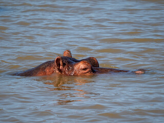 Fototapeta premium Flusspferd