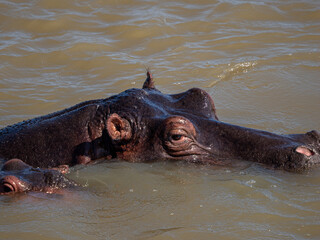 Fototapeta premium Flusspferd