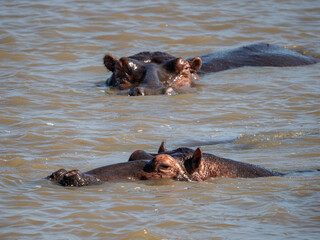 Fototapeta premium Flusspferd