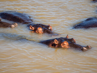 Fototapeta premium Flusspferd