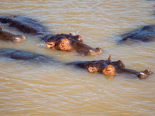 Fototapeta premium Flusspferd