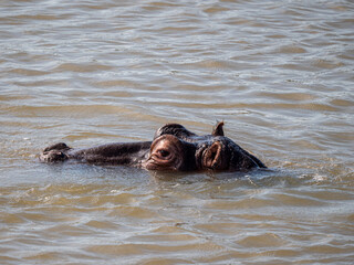 Fototapeta premium Flusspferd