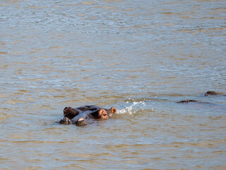 Fototapeta premium Flusspferd