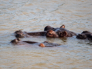 Fototapeta premium Flusspferd