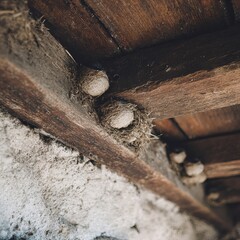Nests Under Roof: A unique perspective of mud nests delicately clinging beneath the rustic wooden beams of a roof, illustrating the beauty of simple structures.