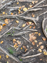 tree roots and fallen leaves on the ground, no person