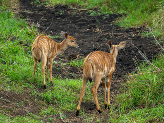 Nyala