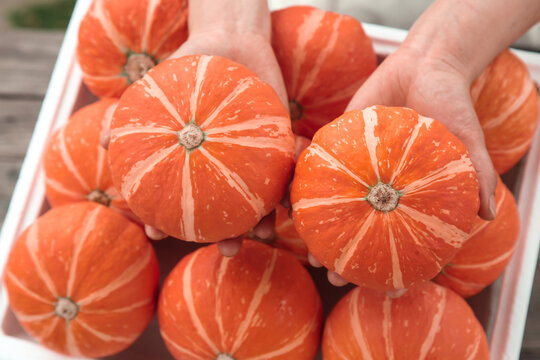 Fresh Orange Pumpkins in Wooden Box - Autumn Harvest Display