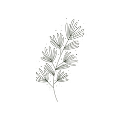 Fototapeta premium Outline of a botanical leaf branch with delicate details on white background 