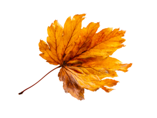 Golden Maple Leaf Isolated on White Background