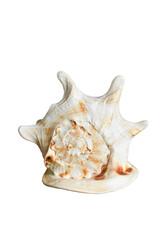 Macro shot of a spiny murex sea shell (Murex) with cream and light brown pattern, isolated on a transparent background, vertical composition with clean copy space for marine, travel or decor design.
