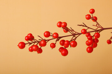 red sacred bamboo berries