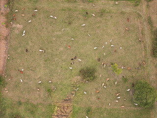 Greenfield with cows resting above top view