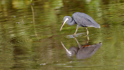 Wester Reef Heron Reflection