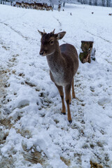 Jelonki na wybiegu w zoo © rob