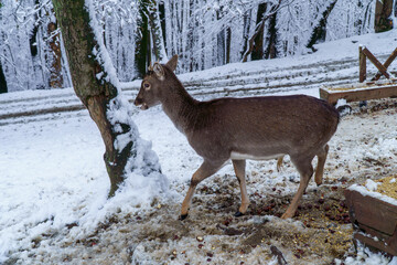 Jelonki na wybiegu w zoo © rob