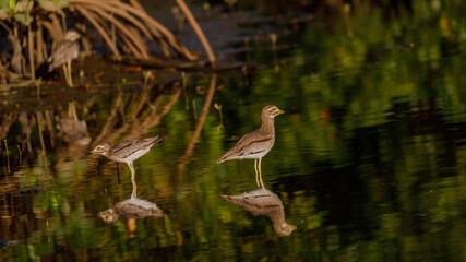 Senegal Thick-knee  Reflections