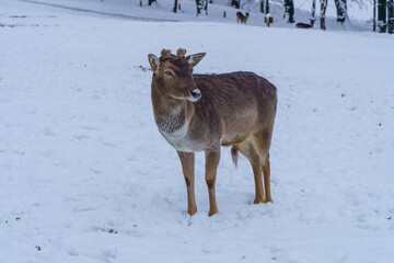 Jelonki na wybiegu w zoo © rob