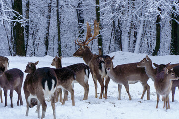 Jelonki na wybiegu w zoo