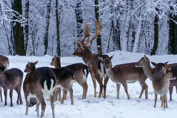 Jelonki na wybiegu w zoo © rob