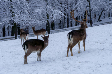 Jelonki na wybiegu w zoo © rob