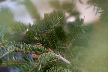 Close-up of fresh fir tree needles with natural soft focus and gentle light. Ideal for Christmas backgrounds, holiday themes, winter mood, nature textures, and seasonal designs.