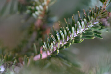 Close-up of fresh fir tree needles with natural soft focus and gentle light. Ideal for Christmas backgrounds, holiday themes, winter mood, nature textures, and seasonal designs.