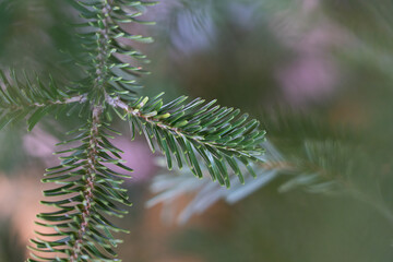 Close-up of fresh fir tree needles with natural soft focus and gentle light. Ideal for Christmas backgrounds, holiday themes, winter mood, nature textures, and seasonal designs.