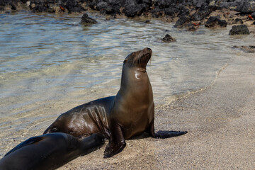 sea lions in Galapagos, pup with mother, Zalophus wollebaeki