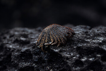 Starfish, Red Sun Star, Heliaster cumingi in Galapagos