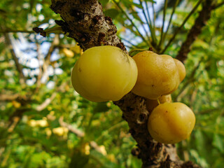 Star Gooseberry Fruits on Tree Branch. Tropical Sour Yellow Berries