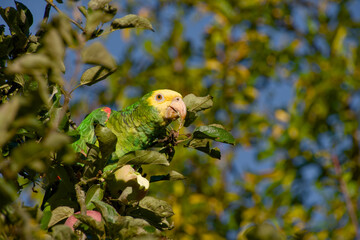 A juvenile yellow-headed amazon parrot feeding on an apple while perched in an apple tree on a sunny day in Stuttgart, Germany