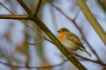 A European robin singing while perched on a tree branch with a soft blurred background