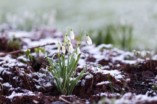 Snowdrops bloom with snow in the garden. Snowdrop blossom. Winter atmosphere