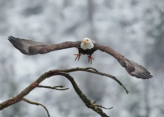  Bald eagle lifts off from branch.