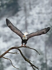  Eagle starts to fly from branch.