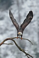  Bald eagle soars from branch.