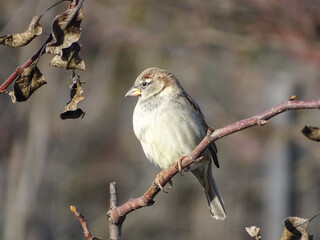 Sparrow on a branch in Romania