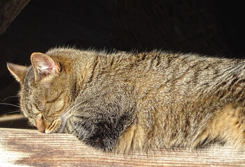 A cat sleeps in the sun on a December day. In Romania