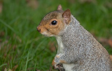 White and Grey Squirrels Exploring the Forest, Moving Gracefully Through the Woodland Paths