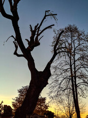 City trees silhouettes at sunrise