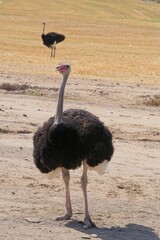 Common ostrich cock near Oudtshoorn. Nose clips are employed by farmers to endure hides remain unblemished.