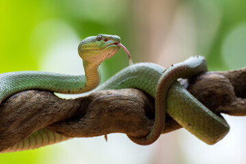 Closeup of a White lipped Island Pit Viper on a Branch in Tropical Indonesia, White lipped Island Pit Viper coiled around a tree branch